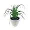Assorted Micro Premade Succulent, 1pc. by Ashland®